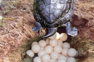 Painted Turtle Egg Gestation Period 4