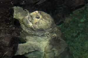 Do Alligator Snapping Turtles Eat? 2