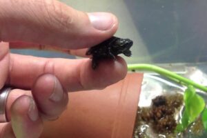 Where Is The Smallest Turtle In The World? 3