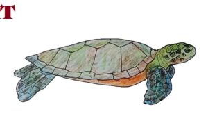 How To Draw A Green Sea Turtle 4