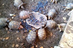 Can Box Turtles Eat Blueberries 3