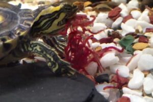 Can Turtle Eat Bloodworms? 6