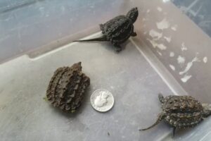 Alligator Snapping Turtle Hatchling 2