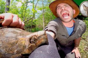 Full Grown Alligator Snapping Turtle Bite 4