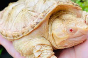 Albino Alligator Snapping Turtle 1