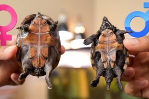 How Can You Tell If A Mud Turtle Is Male Or Female? 3