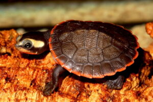 What Do Red-bellied Short-necked Turtles Eat? 6
