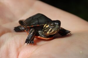 Hatchling Painted Turtle 6