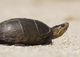 Are Mud Turtles Smart? 3