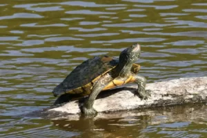 Northern Map Turtle Lifespan 5