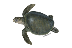 Why Is It Called Olive Ridley? 2