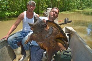 How To Catch Alligator Snapping Turtles 1