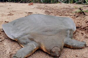 What Is The Biggest Turtle In Thailand? 4