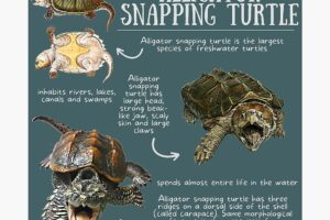 Fun Facts About Alligator Snapping Turtles 5