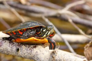 Are Florida Red-bellied Turtles Endangered? 2