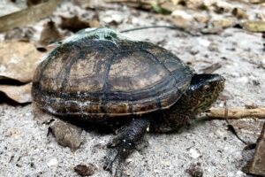 What Is The Rarest Turtle In Florida? 9