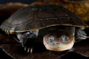 What Is The Personality Of The African Helmeted Turtle? 3