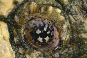 Alligator Snapping Turtle Eye 2