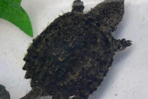 Alligator Snapping Turtle For Sale Near Me 4