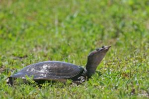 Do Softshell Turtles Live Alone? 4