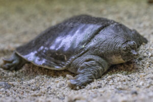 Are Softshell Turtles Rare? 1