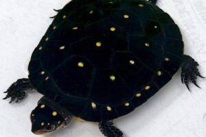 Baby Spotted Turtle For Sale 2