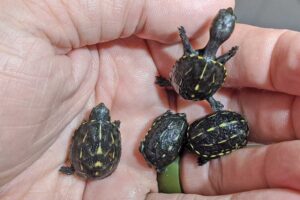 What Do 3-striped Mud Turtles Eat? 5