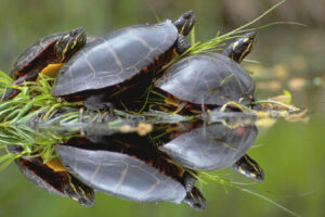 Painted Turtles Hibernate 6