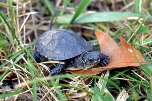 What Is The Lifespan Of A Blanding's Turtle? 3