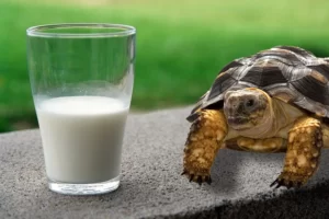 Can Turtles Drink Milk? 6