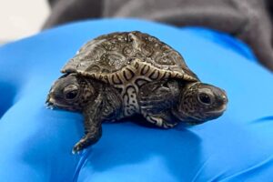 Can Two-headed Turtles Survive? 2