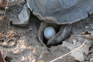 Do Pond Turtles Lay Eggs? 1